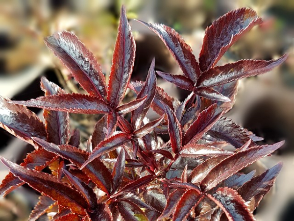 Sambucus nigra Black Tower Schwarzer Holunder